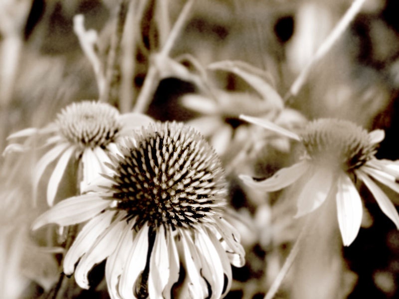 Fine Art Flowers In Sepia And Gray Photograph  -Coneflower Dreamy 8 x 10 Photo - galleryzooart
