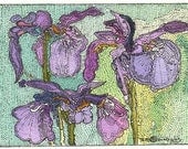 SIBERIAN IRIS ACEO Print from Theodora