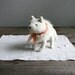 arctic fox
