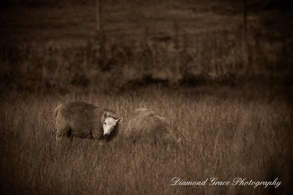 12x18 Canvas Print Sheep ...