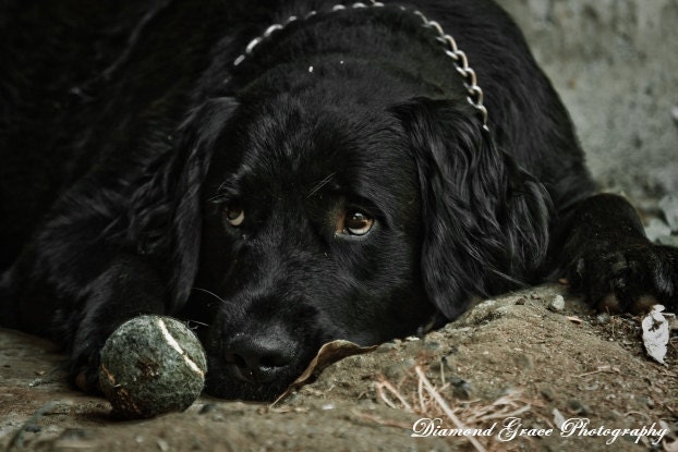 Waiting - A Dog and his b...