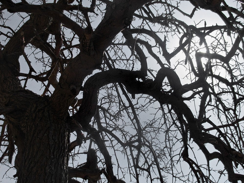 Branches (8x10 photograph)