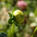 Japan Relief Donation, PROMISES - 8 X 10 Green Flower Bud Fine Art Photo Print