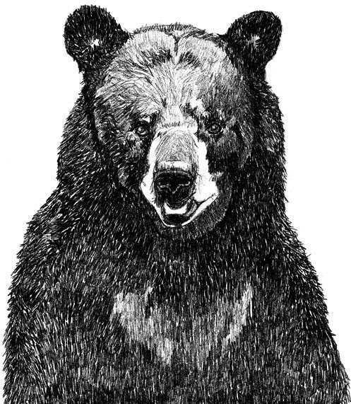 Black Bear Art  - Great Big Bear Illustration