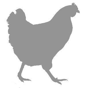 Chicken - Vinyl Wall Art Decal Sticker Graphic