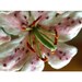Lily - Eve's tears , hand felted flower home decoration- made to order- free shipping