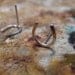 Horseshoe Stud Earrings Sterling Silver