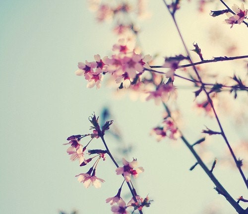 Spring pastel feminine romantic baby girls nursery blue pink tree nature 8x8 fine art photograph photo home wall decor