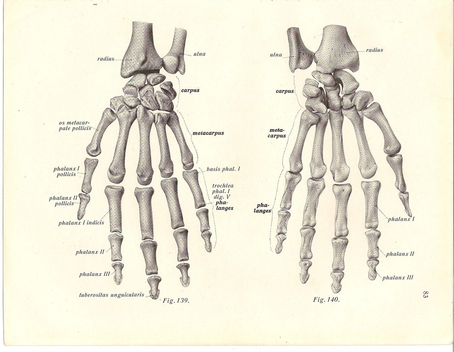 Skeleton Hands...Medical human anatomy 1932 by adelesspookyart