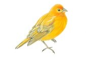 Saffron Finch Print 5x7