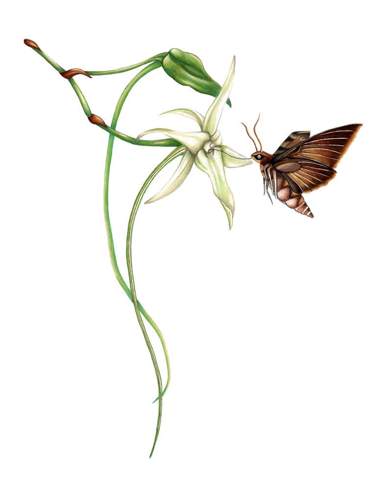 Darwin's Hawk Moth Print 8x10