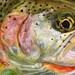 Cutthroat Trout Limited Edition Print