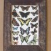 Insect Group Print Reclaimed Wood Frame IN04