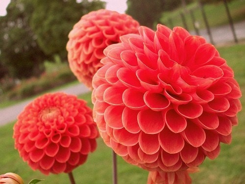 Floral Photography, Dahlias, Orange, Garden, Summer time, Home Decor, 8 x 10 print