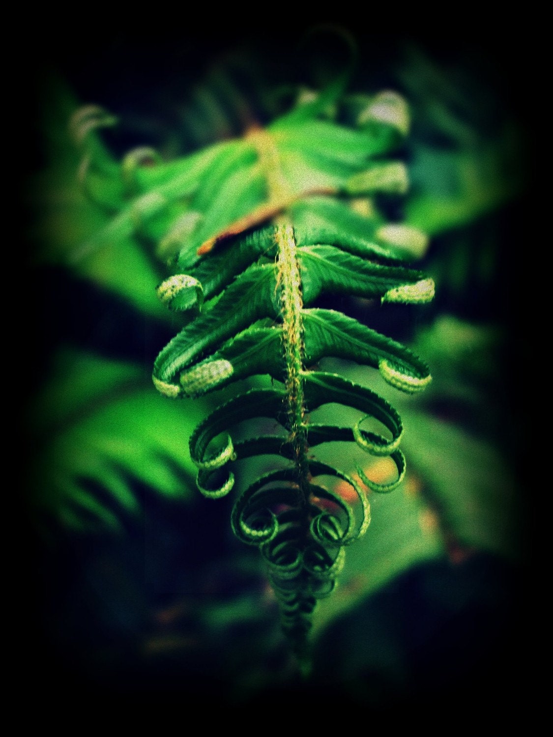 Ferns, Green, Woodland, Nature, Macro, 8 x 10, Fine Art Photographic Prints