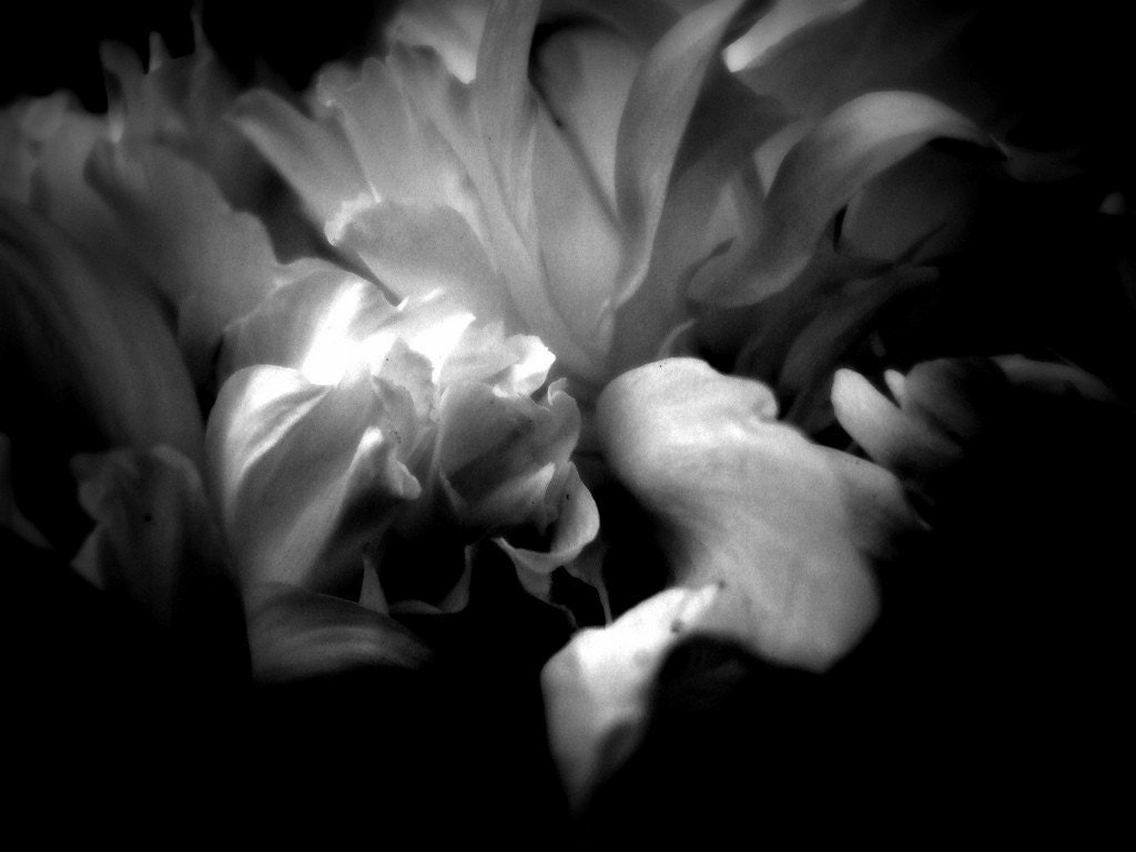 Peonies, Flowers, Macro, Abstract, Black and White, Gardens, 8 x 10, Fine Art Photography