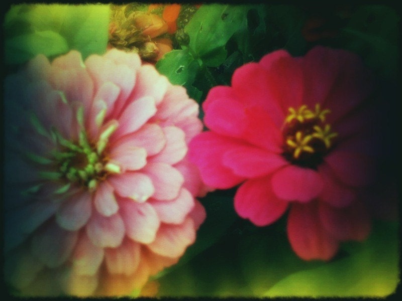 Zinnias, Garden, iPhone Photography, Pink, Floral, Color, 4 x 6, Fine Art Prints, Photography