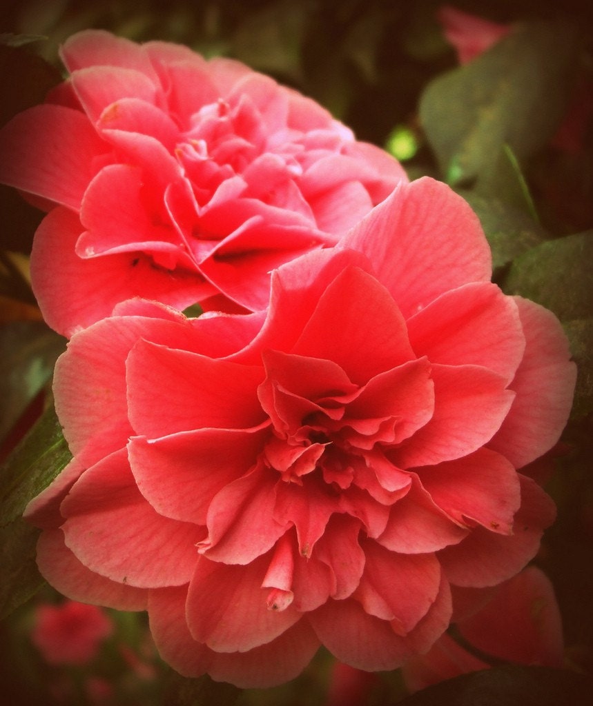 Camelia, Flowers, Orange, Floral Photography, Garden, Flowers, 8 x 10, Fiine Art Photography, Free Shipping
