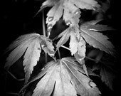 Leaves, Rain, Water Droplets, Black and White, Nature, Landscape, Gardens, 8 x 10, Fine Art Photographic Print