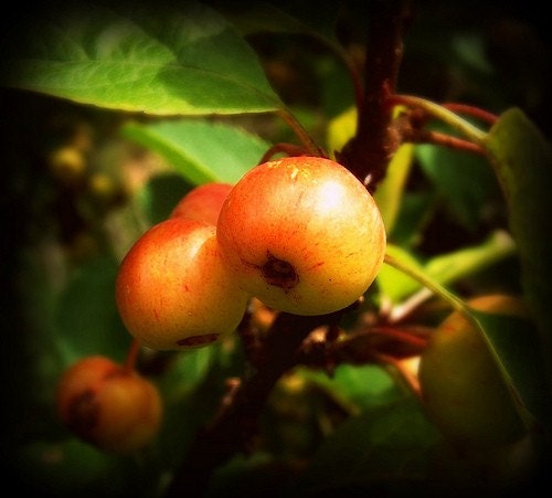 Apples, English Gardens, Alnwick Castle Gardens, England, Trees, Color Photography,  8 x 10 Fine Art Photography