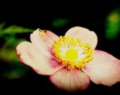 Floral Photography, Anemone, Pink, Green, Yellow, Garden, Summer time, Home Decor, 8 x 10 print,