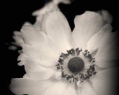 Black and White, Floral, Anemone, Summer, 8 x 10, Metallic Paper, Fine Art Print