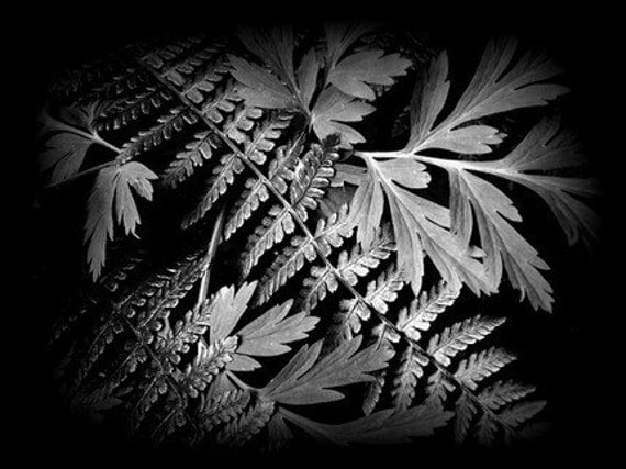 Ferns, Wooland, Nature, Forest, Black and White, 8 x 10 Fine Art Prints
