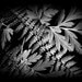 Ferns, Wooland, Nature, Forest, Black and White, 8 x 10 Fine Art Prints