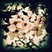 Cherry Blossoms, Pink, White, Spring, Nature, Trees, Abstract, 10 x 10, Fine Art Photography