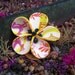 beaded flower - fawn over me clip