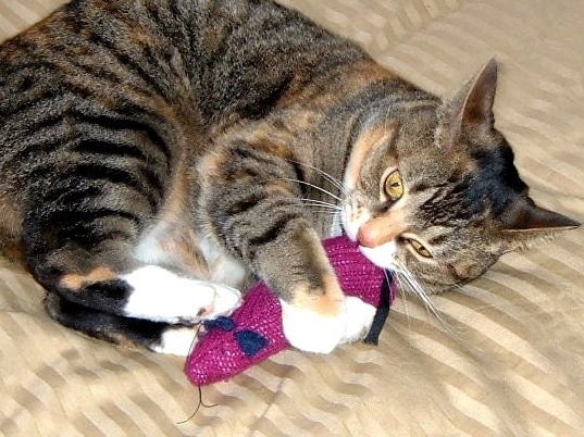 darn socks upcycled wool sock cat toy