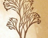 Madrone Bark Postcard