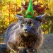Little Elf or Garden Gnome - Hand Felted Wool Hat - Elf Hat - Garden Gnome Hat - Christmas Hat