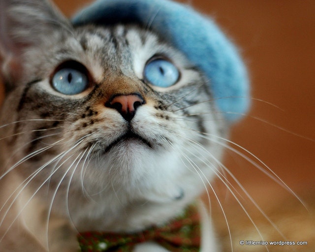 Cat French Beret - Wool Hand Felted Mini Beret for Pets