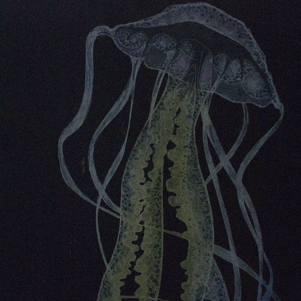 Variations on a Sea Jelly - Handprinted Jellyfish Intaglio Print - 3/6