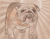 Solid - Original Bulldog Art - Drawing - 5 x 7 - Pet Art - Original Illustration - Dog Art