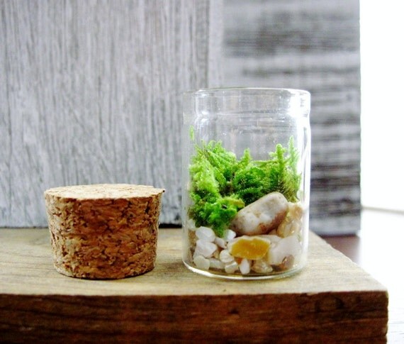 Mini Kids Terrarium Bug House Jar by DoodleBirdie on Etsy