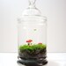 The Toadstool's Secret Home For Your Terrarium