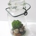 Vintage Jar Terrarium