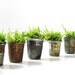 Thimbelina's Miniature Garden - Vintage Sewing Thimble Planter