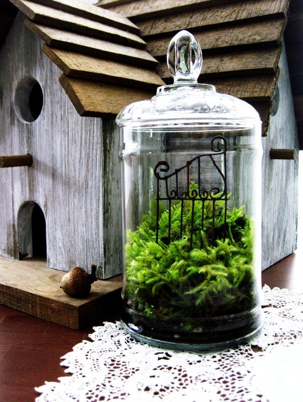 The Garden Gate Vintage Glass Terrarium