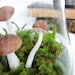 Toadstool Terrarium: Vintage Mushroom Apothecary Jar