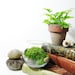Live Plant Office Terrarium: Mini Indoor Desk Garden - Glass Bowl & Live Fern Moss - Easy Starter Terrarium