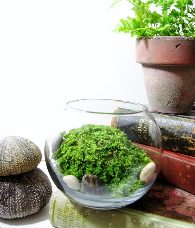 Live Plant Office Terrarium: Mini Indoor Desk Garden - Glass Bowl & Live Fern Moss - Easy Starter Terrarium