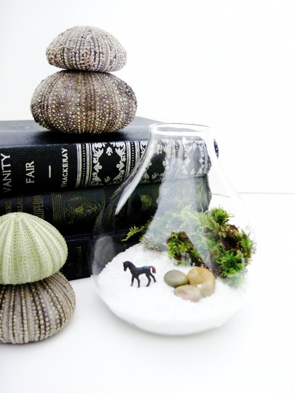 Miniature Wild Horse Terrarium: Horse Lovers Gift for Him in Tear Drop Glass Vase & Live Moss - Black Beauty