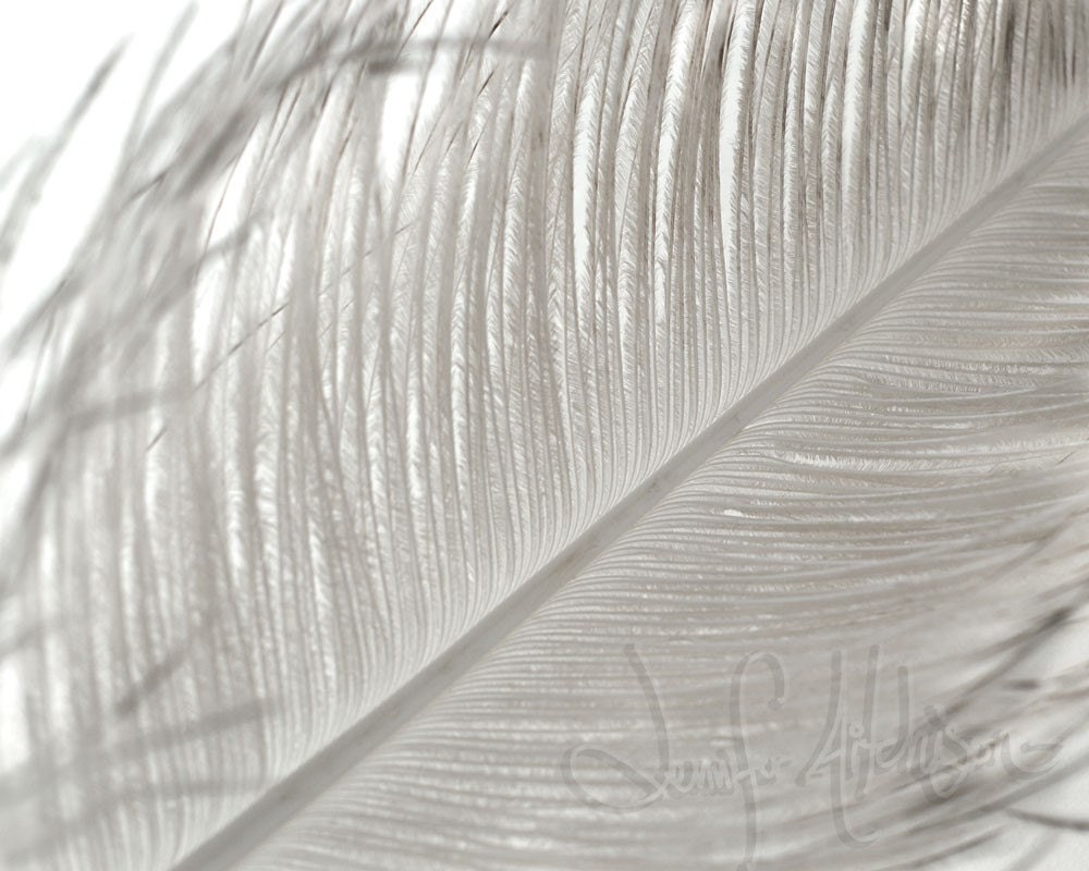 Closure -  Fine Art Photography Print - Signed 8 x 10 print - Art for your walls -