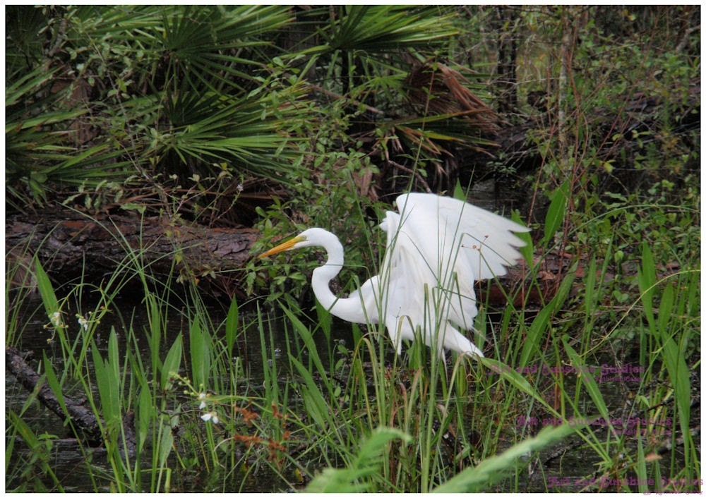 Nature Photography Egret at Six Mile Cypress Slough 9 X 12 Fine Art Print Home Decor Nature Birds Green White
