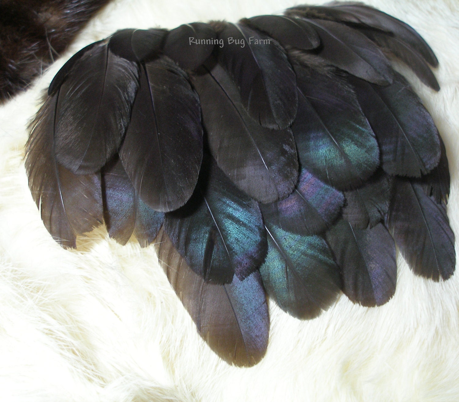 Organic Loose Feathers Black Australorp Hen Natural Feather Supplies Free Range Pastured Birds 40