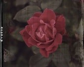Crimson Petals for a Summer Day 10x10 Etsy Original Photography Art Print