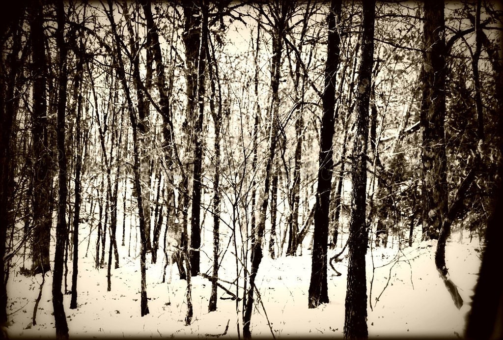 4x6 Etsy Original Photography Print -  Lines in Winter Woods